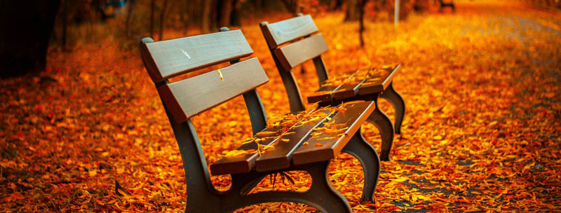 bench-forest-trees-path-hwn916